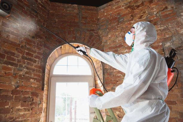  , USA Mold Removal Services Pros